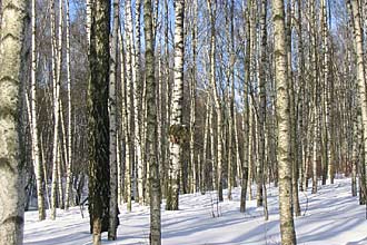 Troparevsky Forest Park in Moscow